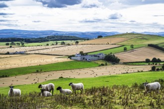 Sheeps, Scotish fields and farms, Southeast Scotland, UK