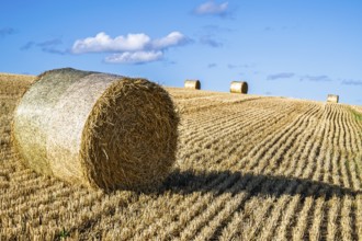 Straw bales in the Scottish fields, Southeast Scotland, UK