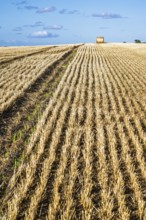 Straw bales in the Scottish fields, Southeast Scotland, UK