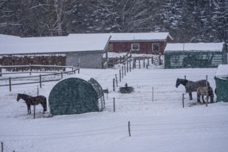 Horses in a paddock, snowy in winter, snowfall, in Elfringhauser Switzerland, near Sprockhövel,