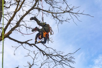 Detroit, Michigan - Members of the Detroit Arborist Collective trim dead branches from a burr oak
