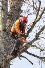 Detroit, Michigan - Members of the Detroit Arborist Collective trim dead branches from a burr oak