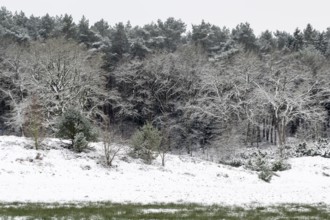 Forest edge with English oaks (Quercus robur) and pines (Pinus sylvestris) in the snow, Emsland,