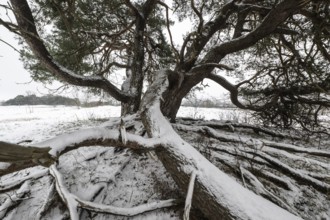 Old Scots pine (Pinus sylvestris), Emsland, Lower Saxony, Germany