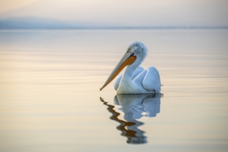 Dalmatian Pelican (Pelecanus crispus), Dalmatian Pelican, swimming, morning mood, in splendour,