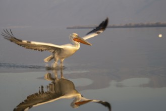 Dalmatian Pelican (Pelecanus crispus), Dalmatian Pelican in landing approach, morning light, in