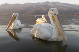 Dalmatian Pelican (Pelecanus crispus), Dalmatian Pelican, swimming, morning mood, wide-angle shot,