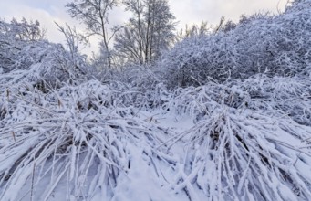The onset of winter with snow in a forest and wetland in Hamburg's Vier- und Marschlanden near