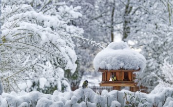 Garden birds find food in a birdhouse, bird feeder, after the onset of winter with snow in the