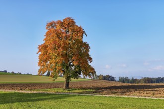 Discoloured pear tree (Pyrus), standing in a meadow, Beinwil, Freiamt, Canton Aargau, Switzerland