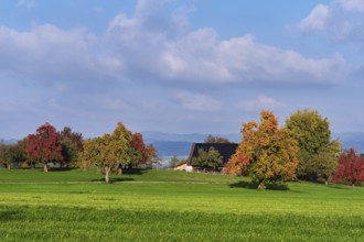 Discoloured pear trees (Pyrus), standing in a meadow, Beinwil, Freiamt, Canton Aargau, Switzerland