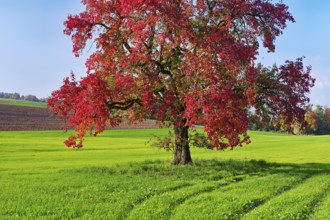 Red discoloured pear tree (Pyrus), standing in a meadow, Beinwil, Freiamt, Canton Aargau,