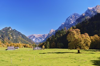 Autumn-coloured sycamore maple (Acer pseudo plantanus), against a mountain backdrop, Canton Glarus,