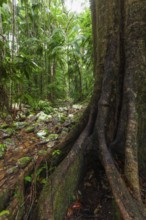 Ancient subtropical Gondwana rainforest with strangler fig at Repentance Creek, Minyon Falls track,