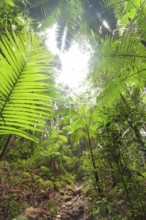 Upward view into ancient Gondwana forest canopy at Minyon Falls track, Lismore, Nightcap National