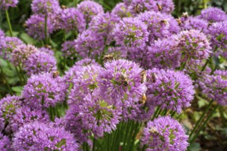Bees on flowering ornamental leeks (Allium) in a garden