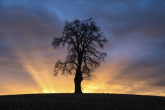 Solitary pear tree (Pyrus) at sunset with sunbeams. Rhine-Neckar district, Baden-Württemberg,