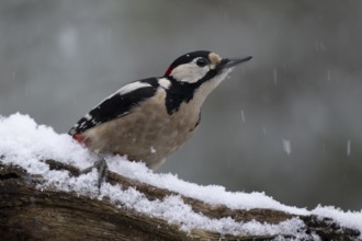 Great spotted woodpecker (Dendrocopos major), Emsland, Lower Saxony, Germany