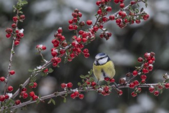 Blue tit (Parus caerulea), Emsland, Lower Saxony, Germany