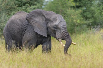 African elephant (Loxodonta africana) in the savanna, Kruger National Park, South Africa