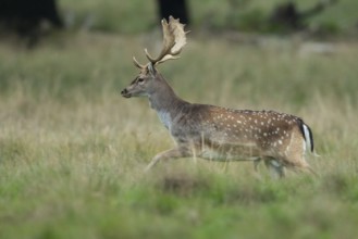 Male fallow deer (dama dama) in the run, Klamptenborg, Copenhagen, Denmark