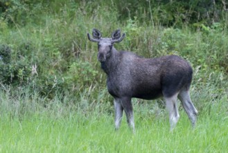 Male moose (Alces alces) in a meadow, Lauvsnes, Nordtronderlag, Norway