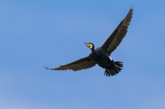 Cormorant (Phalacrocorax carbo) in flight, Stralsund, Mecklenburg-Western Pomerania, Germany