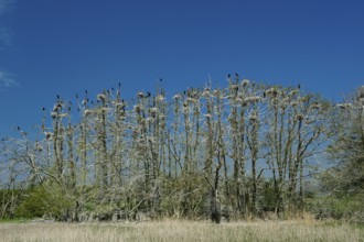 Cormorant (Phalacrocorax carbo) in the breeding colony, Stralsund, Mecklenburg-Western Pomerania,