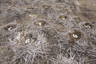 Male moose (Alces alces) in a meadow, Lauvsnes, Nordtronderlag, Norway