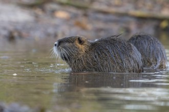Nutria (Myocastor coypus) in a body of water, Osnabrück, Lower Saxony, Germany