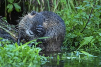 Nutria (Myocastor coypus) in a body of water, Osnabrück, Lower Saxony, Germany