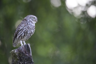 A little owl (Athene noctua) sitting alone on an old willow pole in front of a soft green