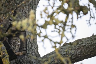 A little owl (Athene noctua) sits in an artificial nesting box and looks around attentively,