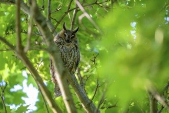 A long-eared owl (Asio otus) sitting on a branch, surrounded by green leaves in bright daylight,