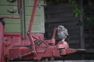 A young little owl (Athene noctua) sitting on the drawbar of an old agricultural implement,