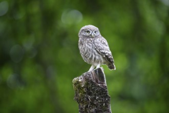 A live young little owl (Athene noctua) sits attentively on a tree stump against a green