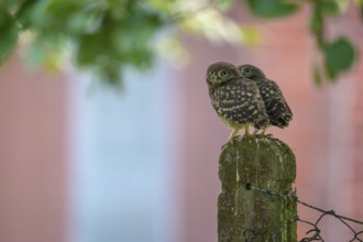 Two little little owls (Athene noctua) sitting on an old concrete fence post against the background