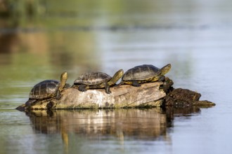 Pond turtle (Emys cularis) basking on a tree trunk in the water, amphibian, Danube Delta, Romania