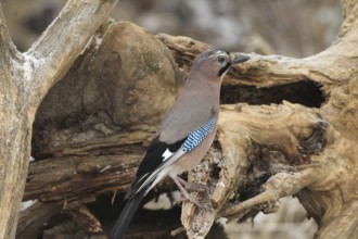 Eurasian jay (Garrulus glandarius) at winter feeding in the forest, Allgäu, Bavaria, Germany,