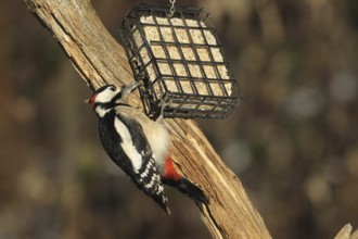 Great spotted woodpecker (Dendrocopos major) male at winter feeding in the forest, Allgäu, Bavaria,