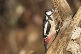 Great spotted woodpecker (Dendrocopos major) at winter feeding in the forest, Allgäu, Bavaria,