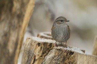 Dunnock (Prunella modularis) at winter feeding in the forest, Allgäu, Bavaria, Germany, Allgäu,