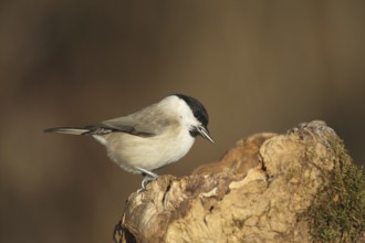 Marsh tit (Poecile palustris) or barn tit at winter feeding in the forest, Allgäu, Bavaria,
