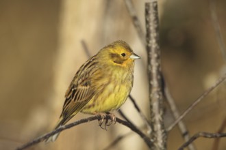 Yellowhammer (Emberiza citrinella) male, Allgäu, Bavaria, Germany, Allgäu, Bavaria, Germany