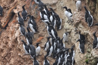 A large group of a densely packed bird colony of guillemots (Uria aalge) sits on a red sandstone