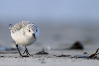 Sanderling (Calidris alba) on a sandy beach looking for food among mussels, seaweed and other