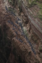 A large group of a densely packed bird colony of guillemots (Uria aalge) sits on a red sandstone
