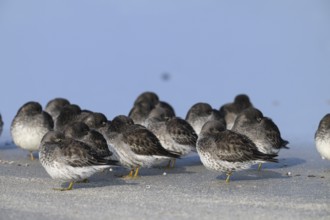 Sleeping sandpipers (Calidris maritima) on the beach of the dune, Heligoland, Schleswig-Holstein,