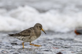 A common sandpiper (Calidris maritima) stands in shallow water surrounded by hectic wave foam,