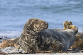 A grey seal (Halichoerus grypus) rests relaxed on the beach, with the background of the calm sea,
